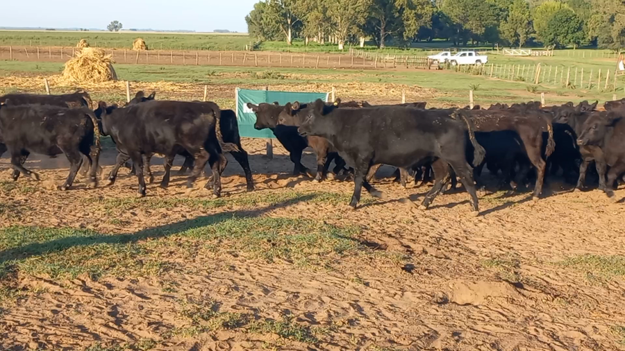 Lote 68 Terneros en Guamini