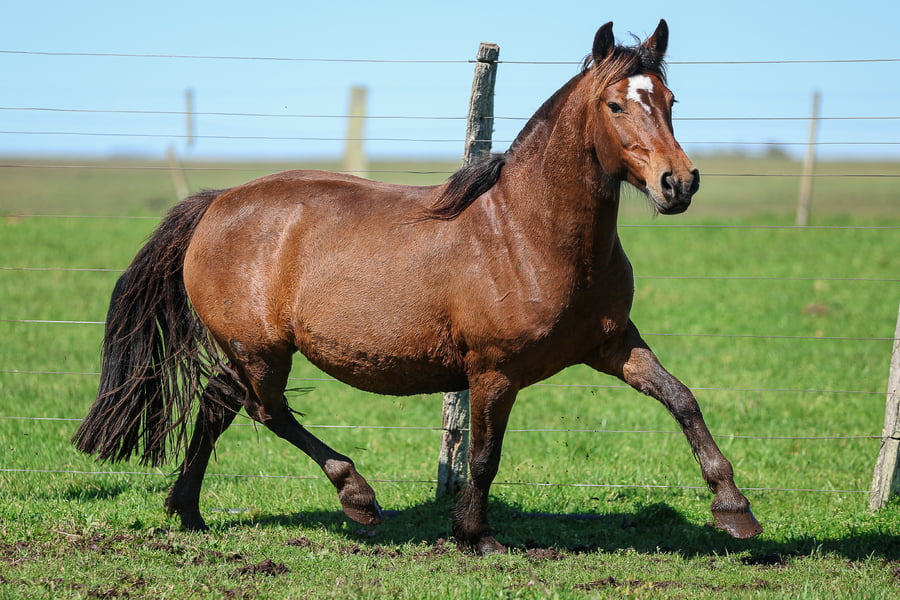 Lote SANTA INES MAURIOLA