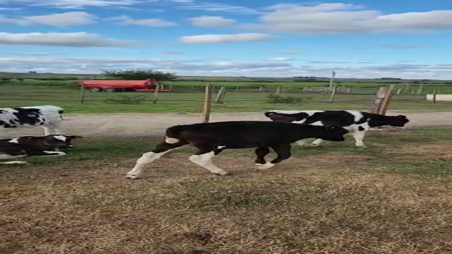 Lote 14 terneros holando