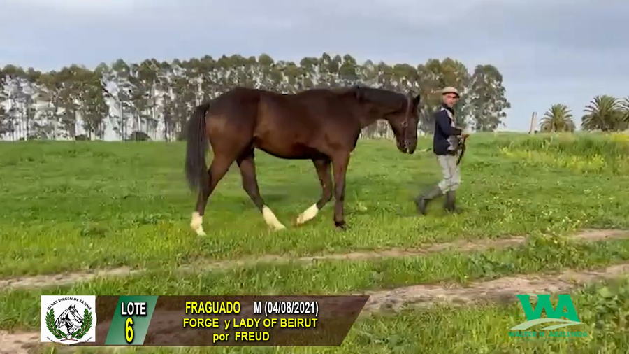 Lote FRAGUADO