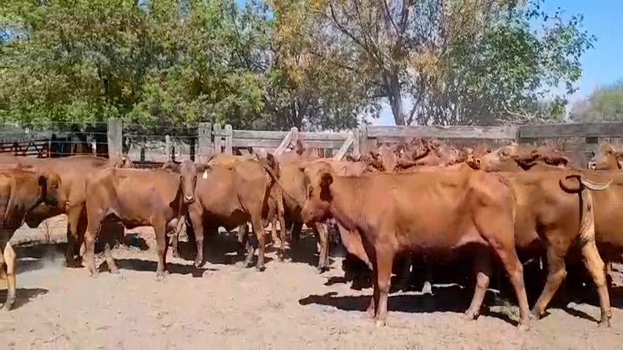 Lote 60 Vacas nuevas Preñadas en Machagai, Chaco