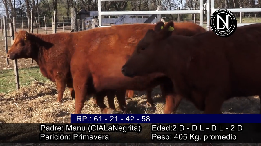 Lote VAQUILLONAS PREÑADAS PARICION PRIMAVERA