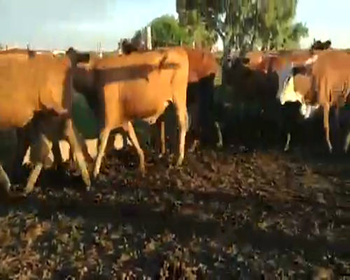 Lote 220 Vaquillonas en Ceres, Santa Fe