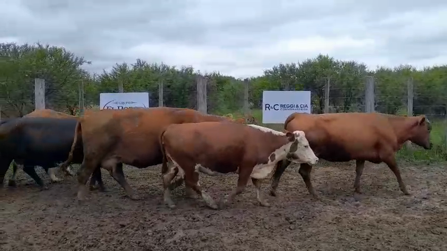 Lote 50 Vacas CUT paridas y vacias