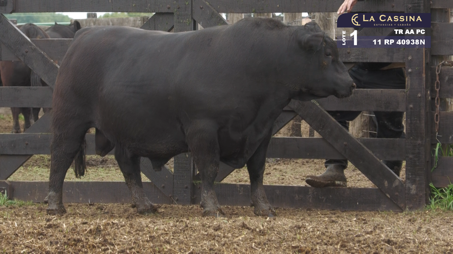 Lote TORO ANGUS PURO CONTROLADO