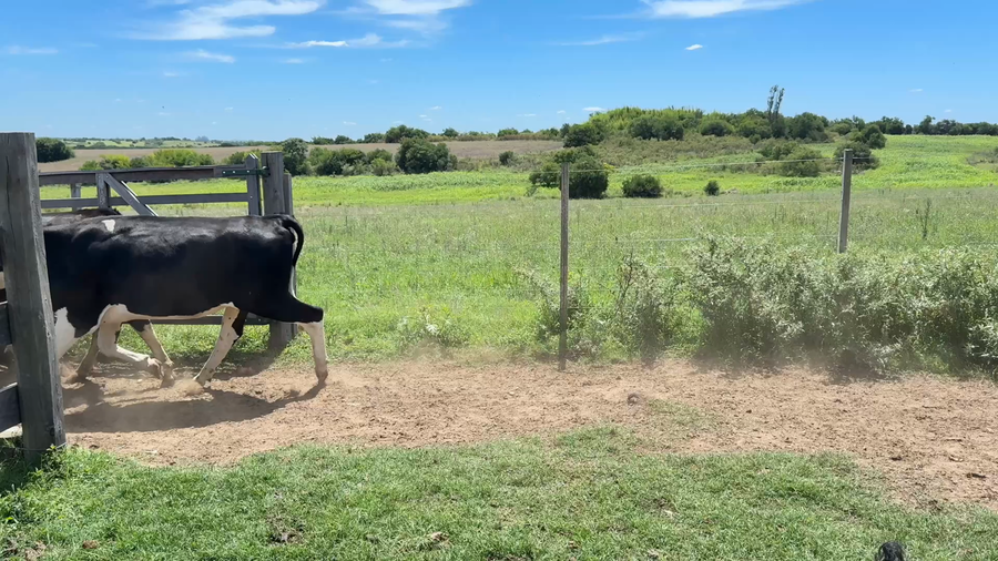 Lote VAQUILLONAS 1 a 2 AÑOS