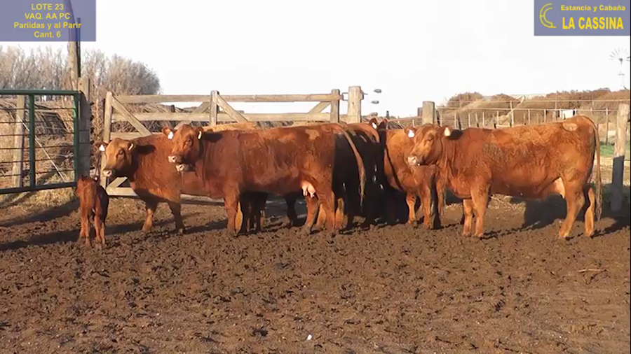 Lote VAQUILLONAS ANGUS PC PARICION AGO/SEP/OCT