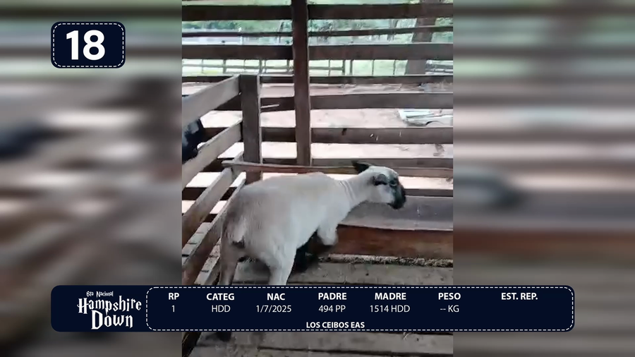 Lote LOTE 18