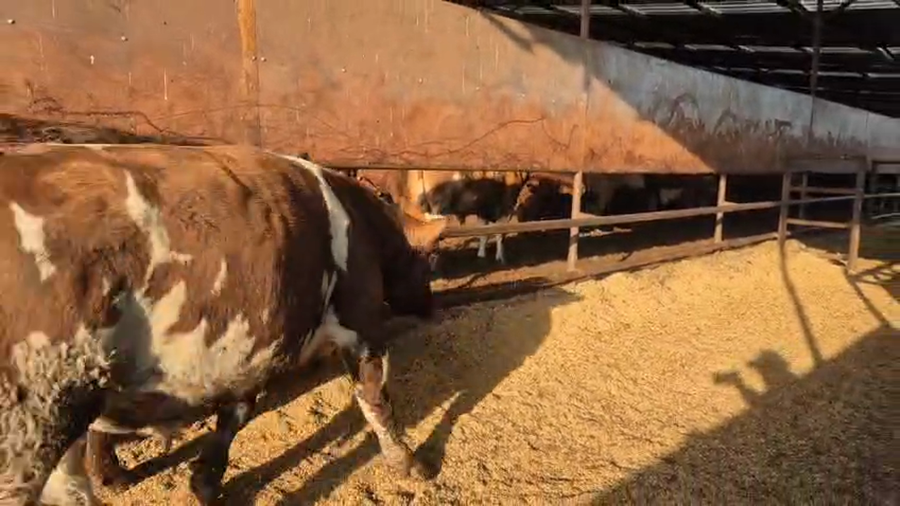 Lote 20 Novillo Gordo en Linares, VII  Región Maule