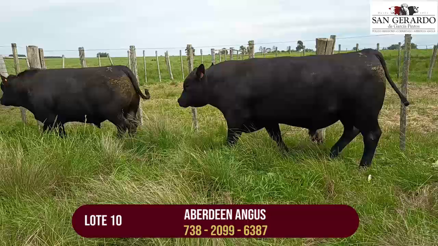 Lote TOROS ABERDEEN ANGUS
