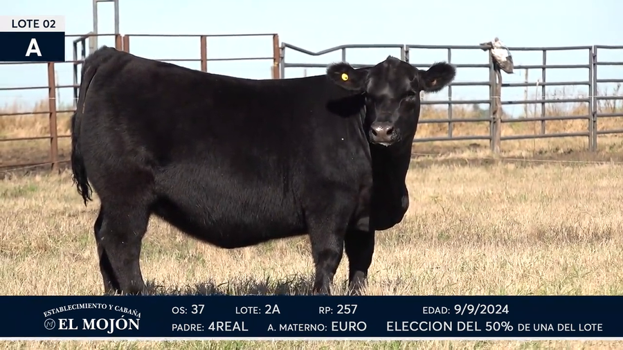 Lote Hembras Puras de Pedigree