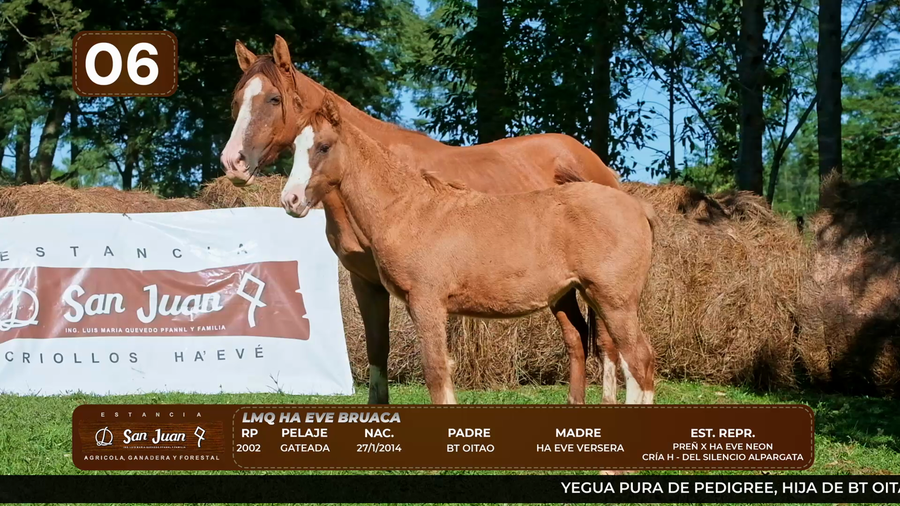 Lote LOTE 6
