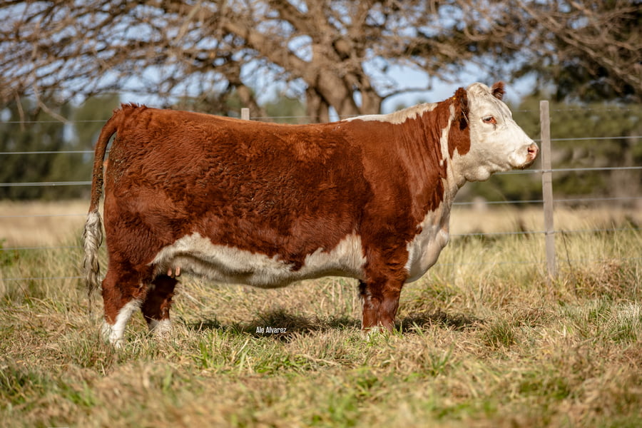 Lote Vaquillona PP c/cría