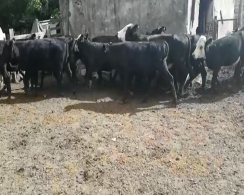 Lote Terneros