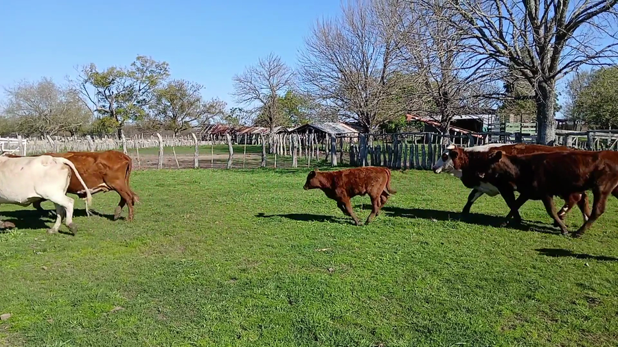 Lote 17 Vacas nuevas C/ cria