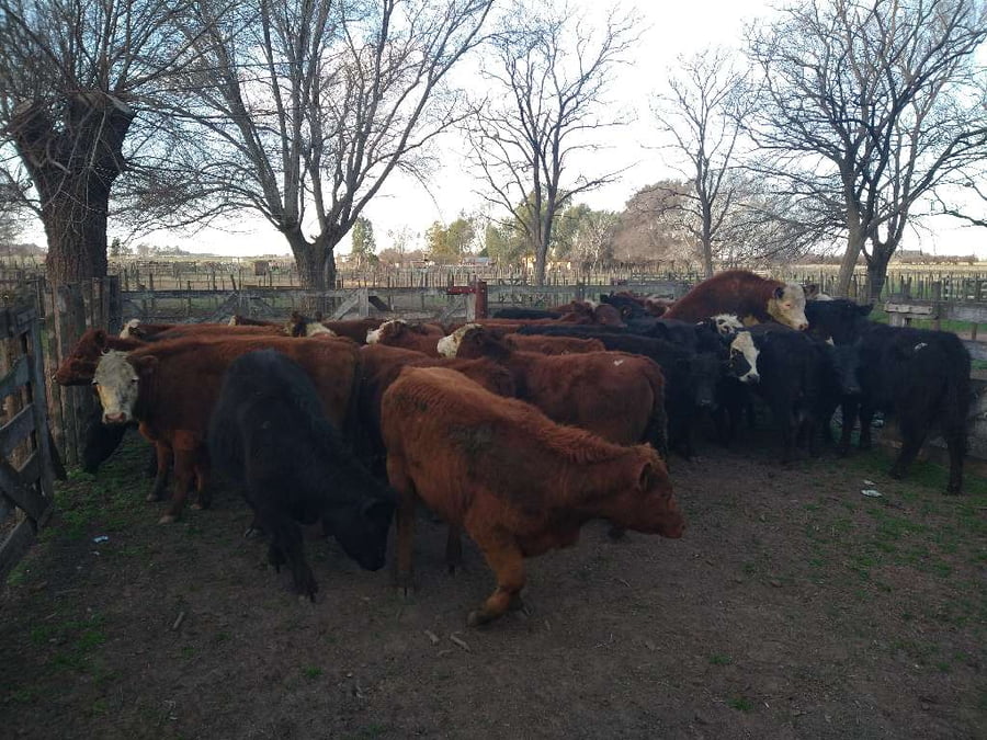 Lote 30 Terneras en Gral. Lamadrid, Buenos Aires