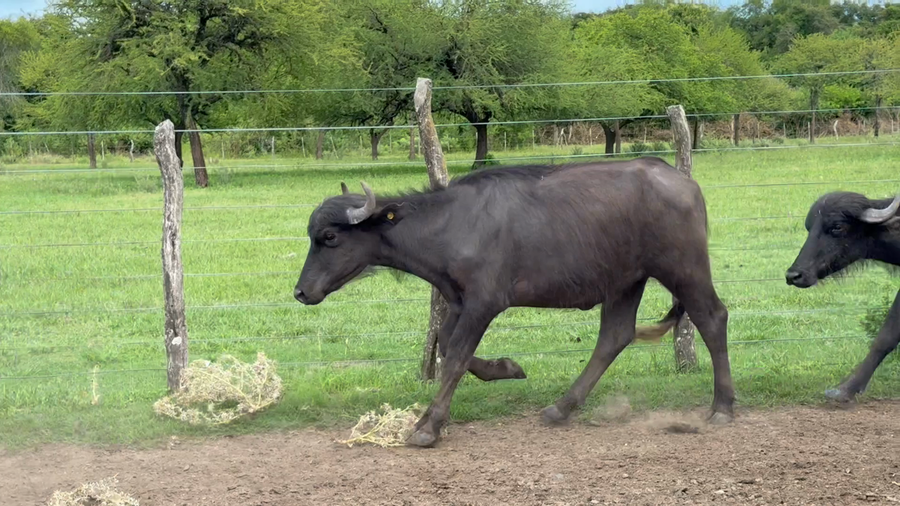 Lote 31 Bubillas en Corrientes, Felipe Yofré
