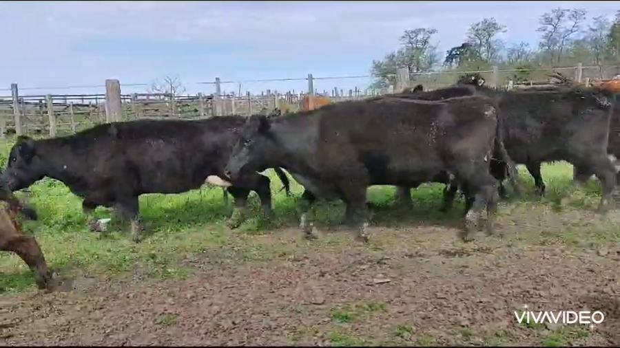 Lote 10 Vacas nuevas C/ cria en Brandsen, Buenos Aires