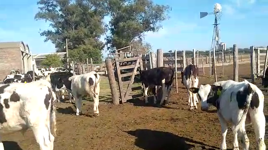 Lote 19 Terneros Holando Argentino en Brinkmann, Córdoba