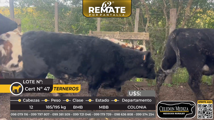 Lote 12 Terneros en Tarariras, Colonia