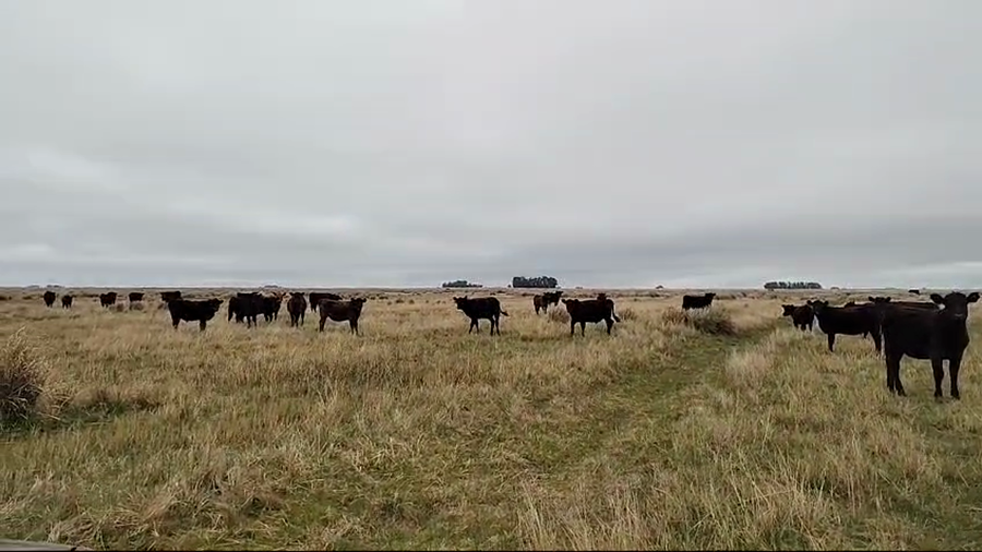 Lote 70 Terneros/as en Olavarria