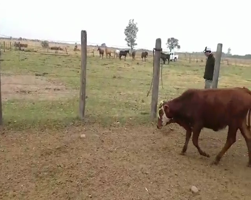 Lote 65 Terneros/as en Cnel. Du Graty, Chaco