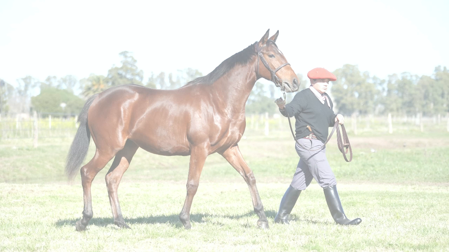 Lote CATEDRATICA VAN (DUBAI THUNDER -  VAN DEL TALA)