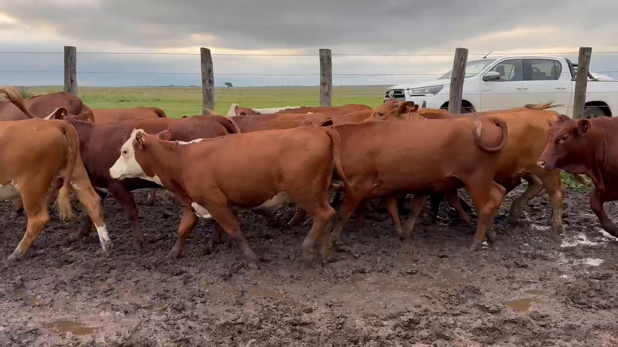 Lote 46 Vaquillonas en Corrientes, Mercedes