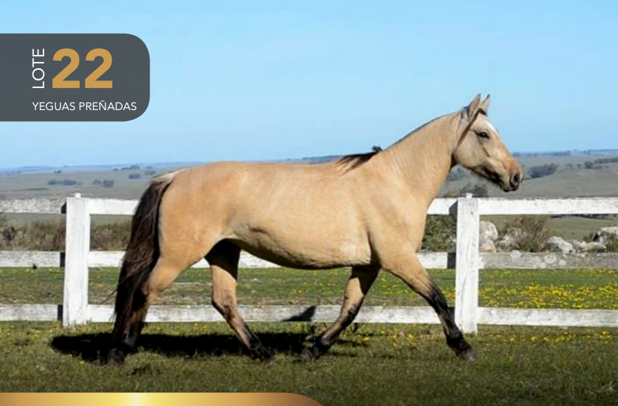 Lote Aquerenciada Garúa