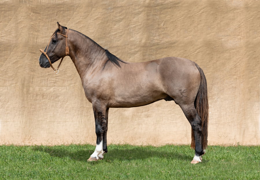 Lote TEKOREI CAUDILLO RP 60