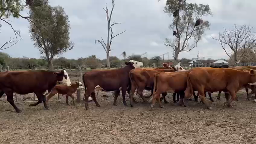 Lote 50 Vacas nuevas C/ cria