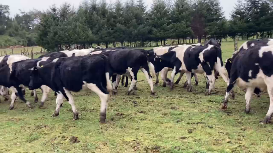 Lote 60 Novillo Engorda en Osorno,  X Región Los Lagos