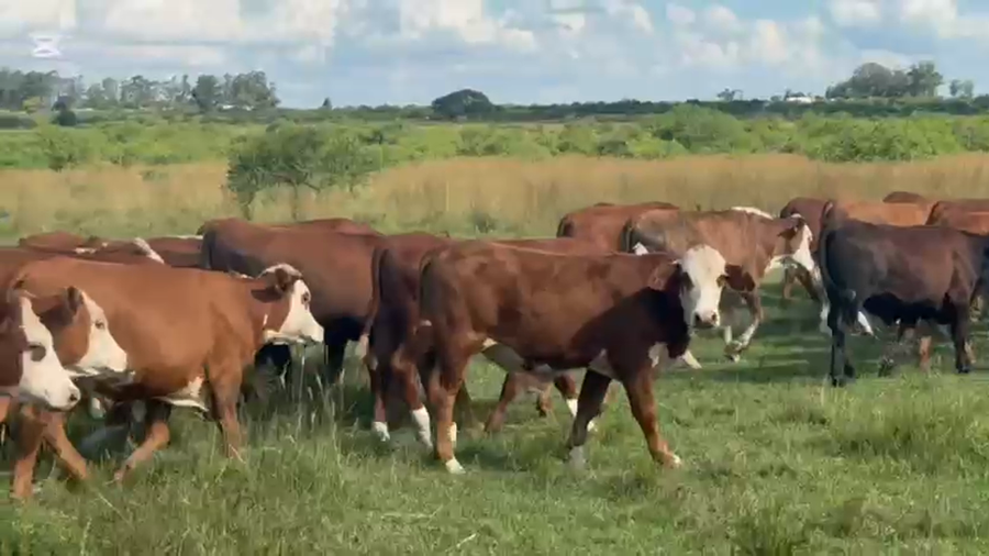 Lote 170 Novillitos en Corrientes, Curuzu Cuatia