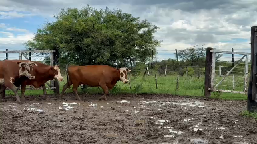 Lote 28 Vacas usadas preñadas