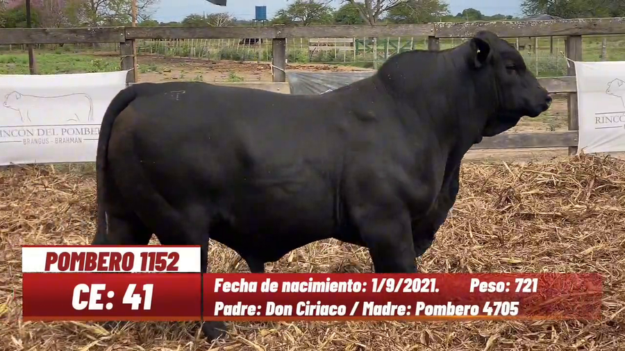 Lote TORO