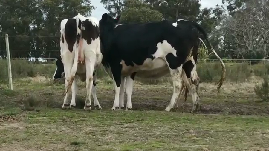 Lote (Vendido)3 Vaquillonas 1 a 2 años HOLANDO a remate en 5to remate por pantalla ENTRE MARTILLOS, San José