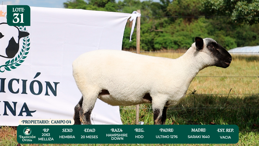 Lote LOTE 31