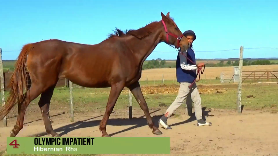 Lote OLYMPIC IMPATIENT (BRZ)