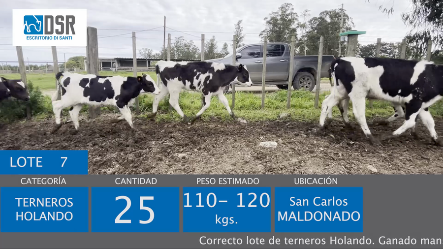 Lote 25 Terneros a remate en Pista y Pantalla - Escritorio Di Santi, Florida