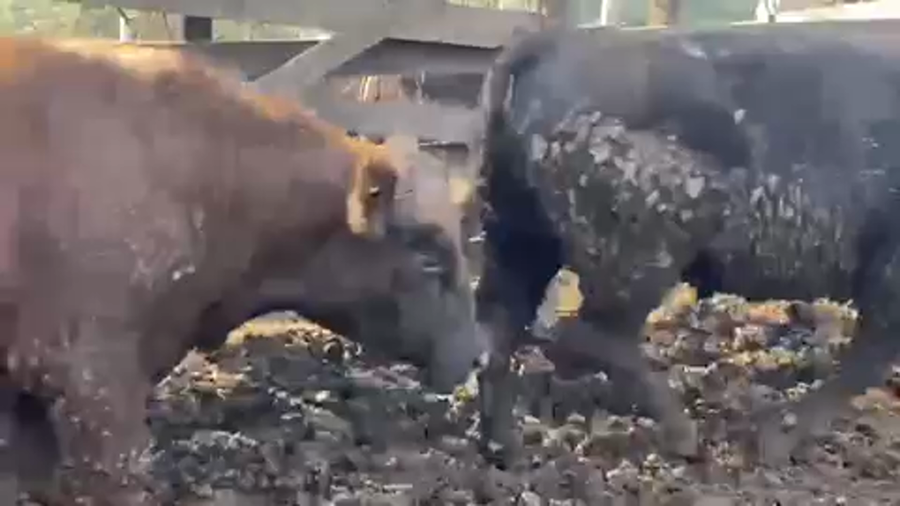 Lote 45 Novillo Gordo en Litueche, VI Región O'Higgins