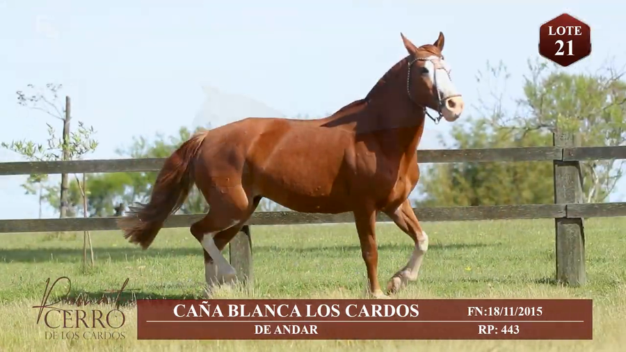 Lote CAÑA BLANCA DE LOS CARDOS