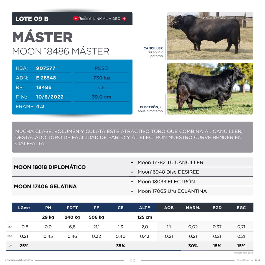 Lote TOROS PP DESTACADOS