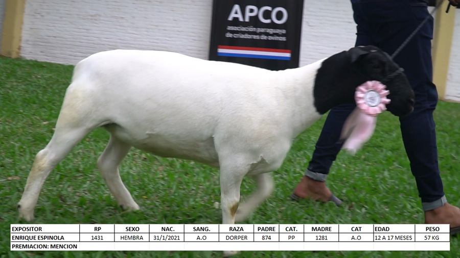 Lote Dorper Expo Internacional 2022 - Lote 5