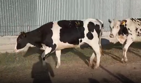 Lote 7 vaquillonas en San Jeronimo N., Santa Fe