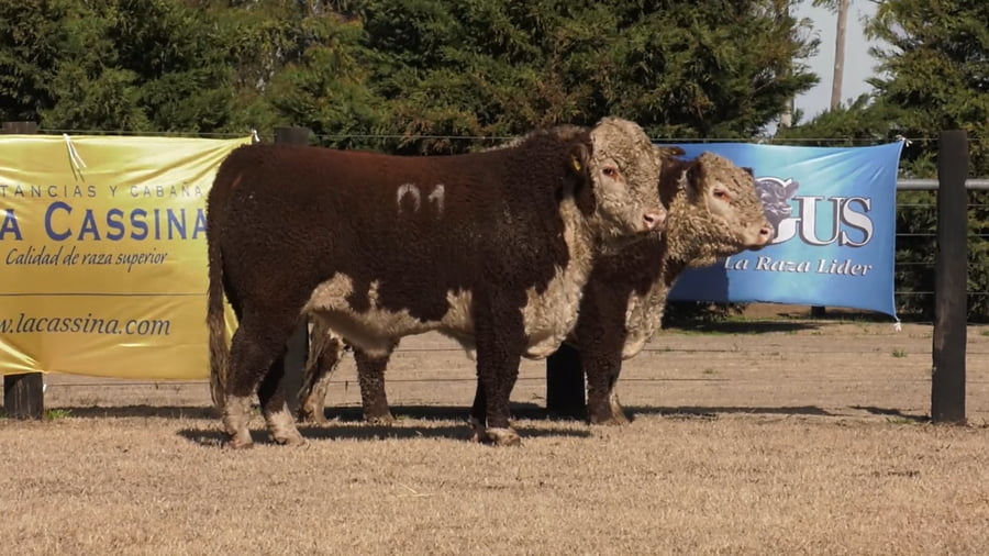 Lote TOROS P. HEREFORD PURO REGISTADRO