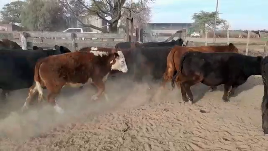 Lote 17 Novillitos y 7 vaquillonas Cruzas Británicas en Humberto 1º, Santa Fe