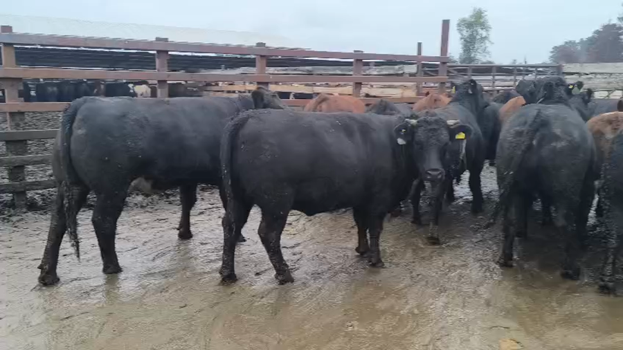 Lote 20 Vaquilla Gorda en Los Ángeles, VIII Región Biobío