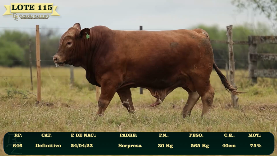 Lote LOTE 115