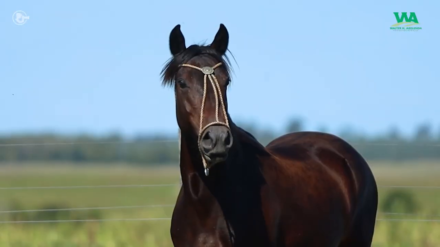 Lote ARIPI JOSE IGNACIO