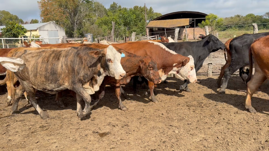 Lote 36 Vacas C/ gtia de preñez